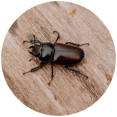 Beetles