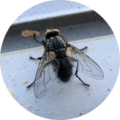 Large Flies