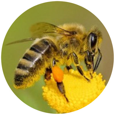 Bees