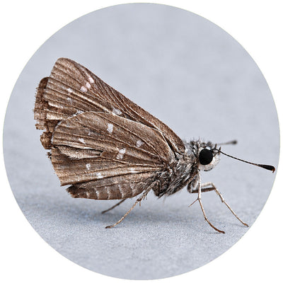 Moths