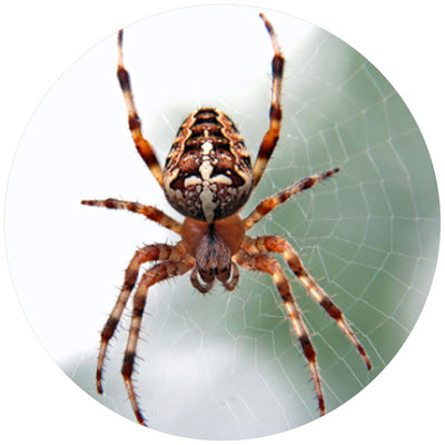 Spiders